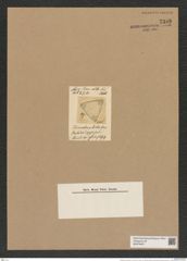 Triceratium dulce Grev. (de-Toni-Nr.: Genus 140, Species 3902) Zeichnungen Sammlung Grunow Nr. 7388 (NHMW-BOT-W0376457)